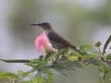 Splendid Sunbird (Roodbuikhoningzuiger)