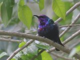 Splendid Sunbird (Roodbuikhoningzuiger)