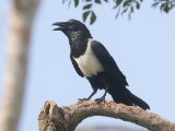 Pied Crow (Schildraaf)