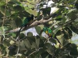 African Emerald Cuckoo (Smaragdkoekoek)