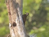 Fire-bellied Woodpecker (Vuurbuikspecht)