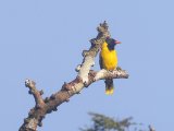 Black-winged Oriole (Zwartvleugelwielewaal)