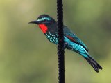 Black Bee-eater (Zwarte bijeneter)