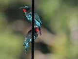 Black Bee-eater (Zwarte bijeneter)