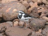 African Pied Wagtail (Afrikaanse Bonte Kwikstaart)