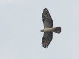 European Honey Buzzard (Wespendief)