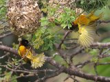 Village Weaver (Grote Textorwever)