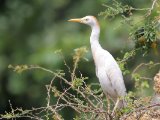 Western Cattle Egret (Koereiger)