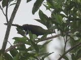 Guinea Turaco (Groene Toerako)