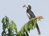 West African Pied Hornbill (West-Afrikaanse Bonte Tok)