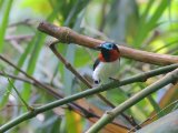 Red-cheeked Wattle-eye (Roodwanglelvliegenvanger)