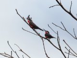 Rosy Bee-eater (Roze Bijeneter)