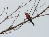 Rosy Bee-eater (Roze Bijeneter)