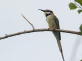 White-throated Bee-eater (Witkeelbijeneter)