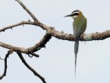 White-throated Bee-eater (Witkeelbijeneter)