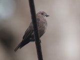 Ussher's Flycatcher (Usshers vliegenvanger)