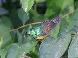 Collared Sunbird (Halsbandhoningzuiger)