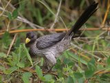 Western Plantain-eater (Grijze Bananeneter)