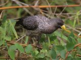 Western Plantain-eater (Grijze Bananeneter)