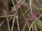 Bar-breasted Firefinch (Stippelamarant)