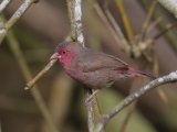 Bar-breasted Firefinch (Stippelamarant)