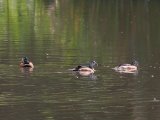 African Pygmy Goose (Afrikaanse dwergeend)