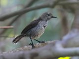 Mangrove Sunbird (Bruine honingzuiger)