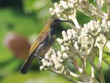 Green-headed Sunbird (Groenkophoningzuiger)