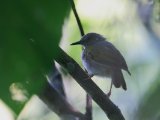 Grey-backed Camaroptera (Blaatcamaroptera)