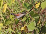 Black-crowned Tchagra (Zwartkruintsjagra)