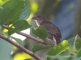 Little Greenbul (Groene Buulbuul)