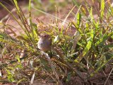 Orange-cheeked Waxbill (Oranjekaakje)