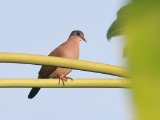 Blue-spotted Wood Dove (Staalvlekduif)