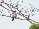 Northern Puffback (Gambiapoederdonsklauwier)