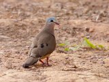 Blue-spotted Wood Dove (Staalvlekduif)