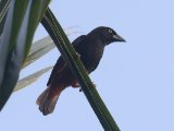 Chestnut-and-black Weaver (Kaneel-zwarte Wever)