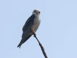 Black-winged Kite (Grijze wouw)