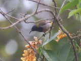 Reichenbach's Sunbird (Reichenbachs honingzuiger)