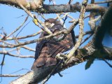 Cassin's Hawk-Eagle (Cassins Kuifarend)