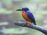 Shining-blue Kingfisher (Glansijsvogel)