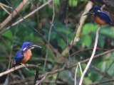 Shining-blue Kingfisher (Glansijsvogel)