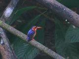 White-bellied Kingfisher (Witbuikijsvogel)