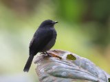 Dusky-blue Flycatcher (Dofblauwe vliegenvanger)