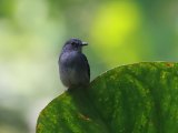 Dusky-blue Flycatcher (Dofblauwe vliegenvanger)