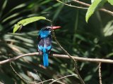 Blue-breasted Kingfisher (Teugelijsvogel)