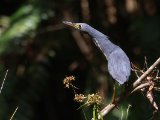 Dwarf Bittern (Afrikaanse woudaap)