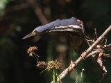 Dwarf Bittern (Afrikaanse woudaap)