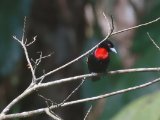 Blue-billed Malimbe (Roodkeelprachtwever)