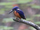 Shining-blue Kingfisher (Glansijsvogel)