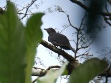 Black Cuckoo (Zwarte koekoek)